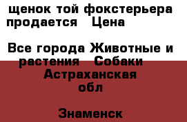 щенок той-фокстерьера продается › Цена ­ 25 000 - Все города Животные и растения » Собаки   . Астраханская обл.,Знаменск г.